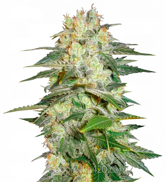 Купить семена марихуаны семяныч военкомат анализы на наркотики
