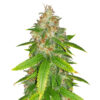Lemon Skunk Feminised фотоперіодний