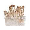 Psilocybe Cubensis Burma